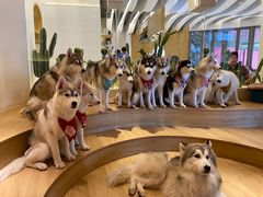 -Husky Go! 哈士奇体验馆·宠物咖啡厅狗咖