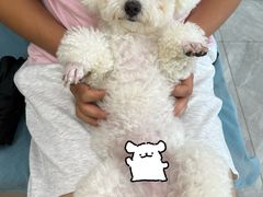 -德元·美联众合24小时动物医院(总院)