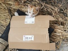 -爱侣宠医·鹦鹉专科·小型哺乳类·异宠专科(灵石路店)