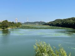 -月湖风景区