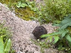 -西岭雪山大飞水景区
