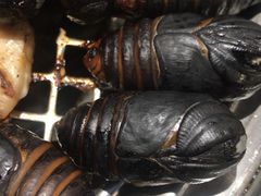 -悟烧·自助烤肉料理(秋林旗舰店)