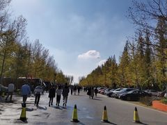 -黄海国家森林公园