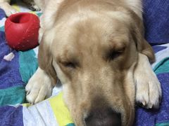 -翊宠yipet猫狗购宠庄园犬舍•猫舍