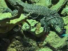 -萌宠奇缘(荣鼎店)