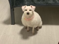 -宠颐生中康贝怡动物医院