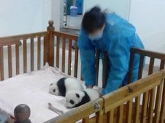 -成都大熊猫繁育研究基地