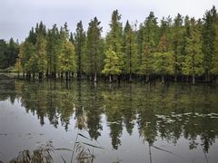-白鹭湾湿地公园