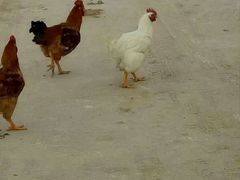 -派悦坊·甜品·蛋糕(日坛店)