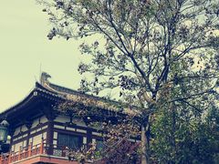 -西安乐游原