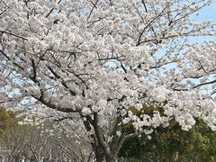 -高东镇樱花园