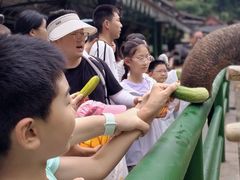 -野象谷景区