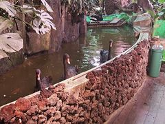 -正佳雨林生态植物园