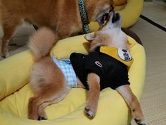 -逗柴咖啡屋·狗咖猫咖宠物桌游