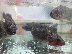 -雅逸居海鲜小厨