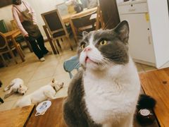 -猫小院猫主题餐厅(南锣旗舰店)