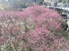 -无锡梅园公园