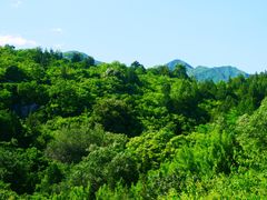 -白水寺森林公园
