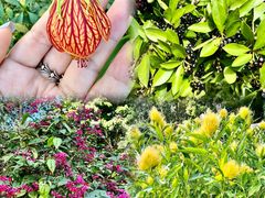 -中国科学院西双版纳热带植物园