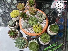 -三圣花乡旅游区