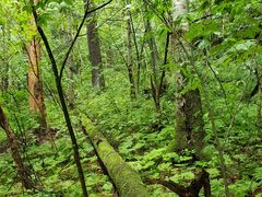 -五营红松林海景区