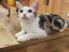 -袖虎·猫馆(体育西路店)