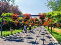 -东平国家森林公园