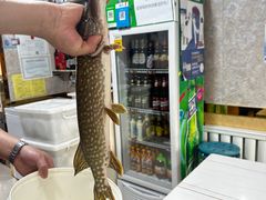 -煲来饱去冷水鱼