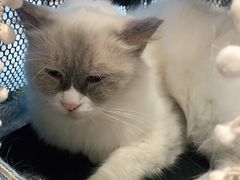 -喵喵咪呀布偶猫咖(春熙路店)