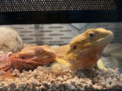 -酷以爬仙阁实体爬宠店·守宫·蜥蜴·专业繁育