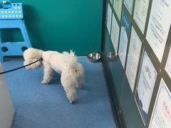 -博特宠物医院24h犬猫全科.骨科·异宠
