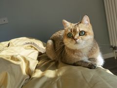 -猫大福·Fortune Cat猫舍(百子湾店)