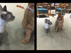 -藏猫猫咖啡主题馆(中央大道店)