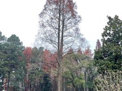 -杭州植物园