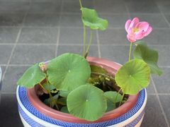 -万寿八仙宫