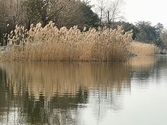 -桂溪生态公园