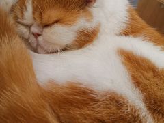 -飞行喵MR PILOT|猫舍·猫咖(静安大融城店)