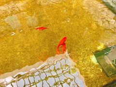 观赏鱼池-燕北云山·农家菜·灶台鱼(密云溪翁庄店)