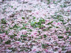 -朝阳公园