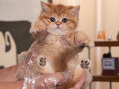 -小猫来了·猫舍(红山六九七九店)