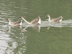 -海珠湖公园