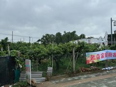 -老袁家蜜桃农场·阳山水蜜桃