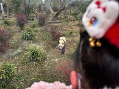 -武汉动物园