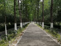 -合肥滨湖国家森林公园