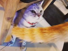 -平行世界·猫咖(首经贸店)