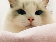 -Bastet sally猫舍购宠(静安店)