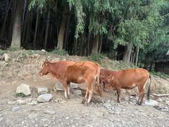 -武陵山森林公园