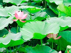 -燕郊植物园