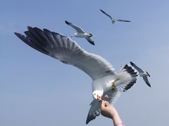 -长岛万鸟岛