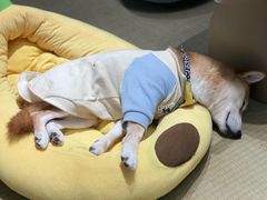 -逗柴咖啡屋·狗咖猫咖宠物桌游